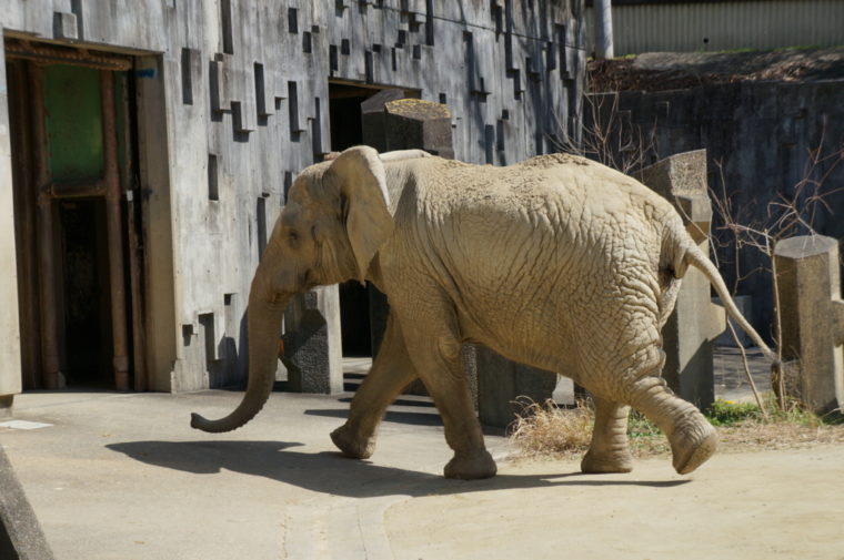 東山動物園,名古屋,動物園,観光,スポット