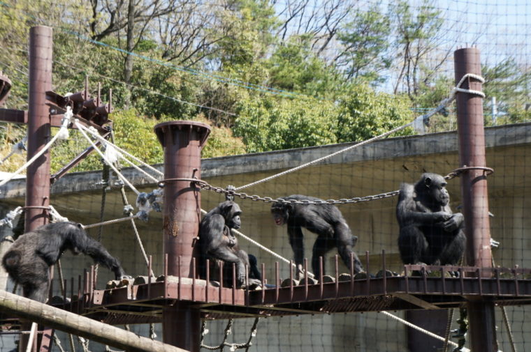 東山動物園,名古屋,動物園,観光,スポット