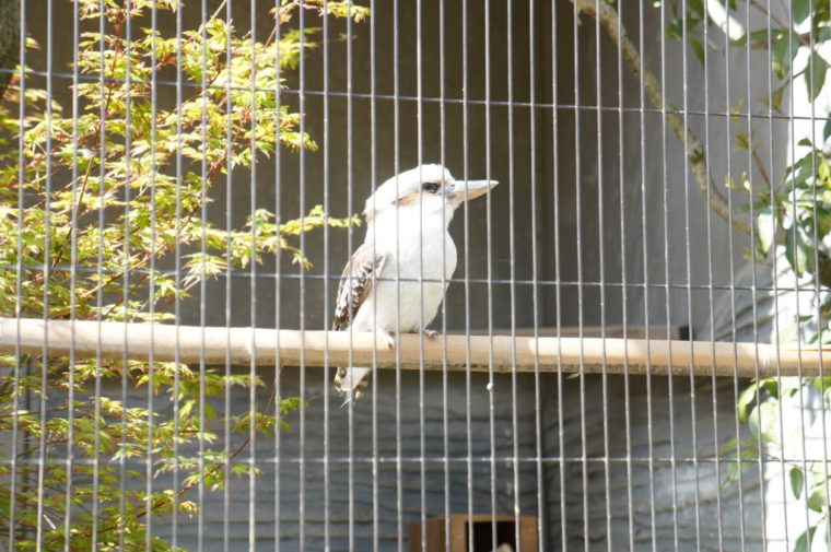 東山動物園,名古屋,動物園,観光,スポット