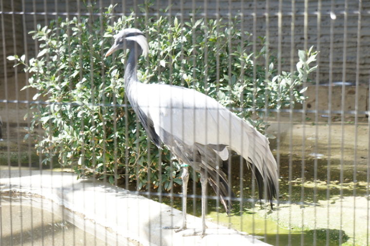 東山動物園,名古屋,動物園,観光,スポット