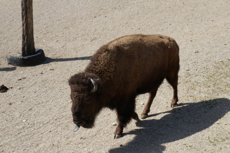 東山動物園,名古屋,動物園,観光,スポット