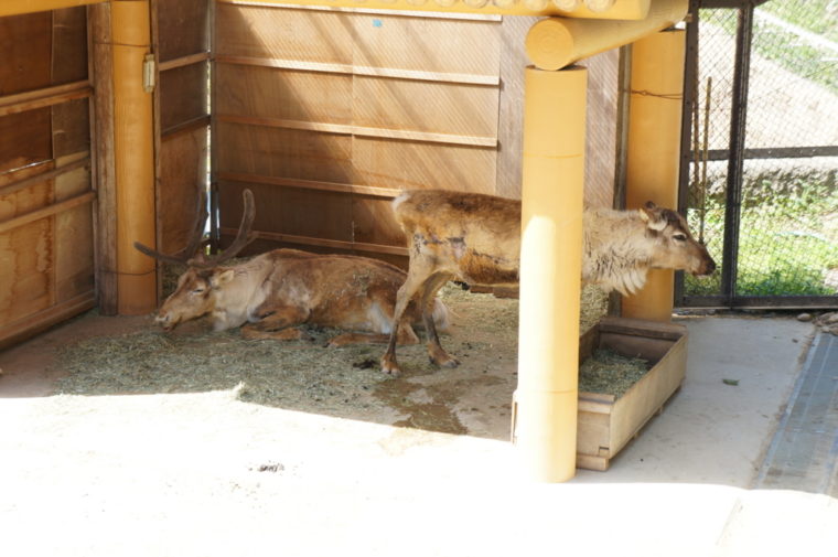 東山動物園,名古屋,動物園,観光,スポット