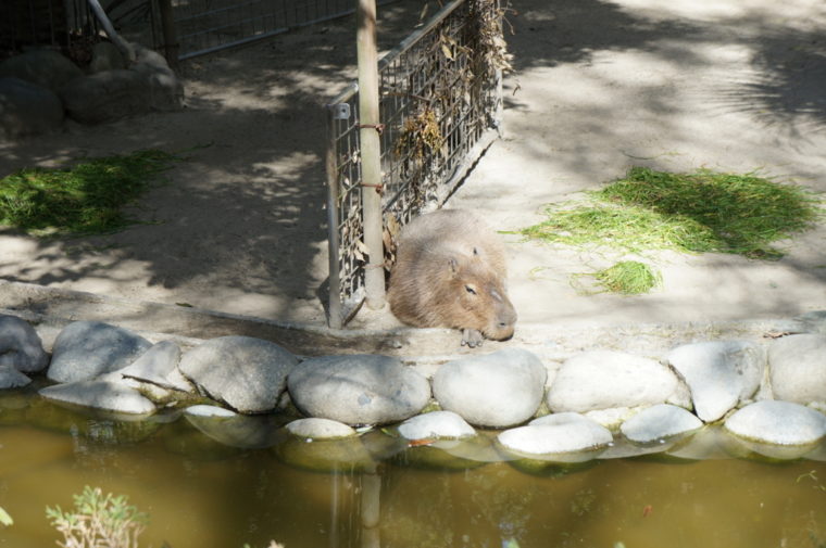 東山動物園,名古屋,動物園,観光,スポット