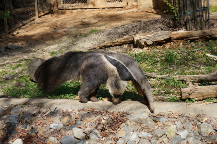 東山動物園,名古屋,動物園,観光,スポット