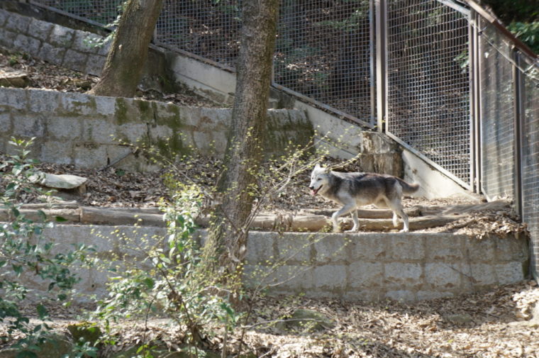 東山動物園,名古屋,動物園,観光,スポット