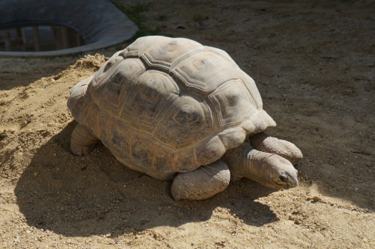 東山動物園,名古屋,動物園,観光,スポット