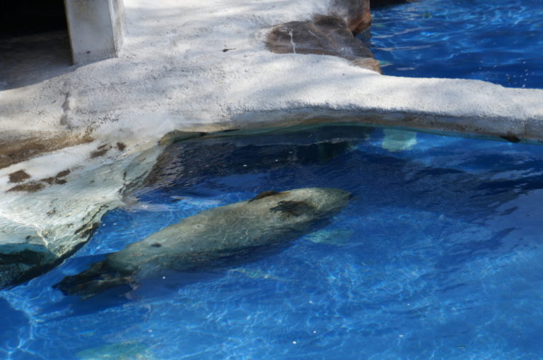 東山動物園,名古屋,動物園,観光,スポット