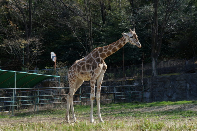 東山動物園,名古屋,動物園,観光,スポット